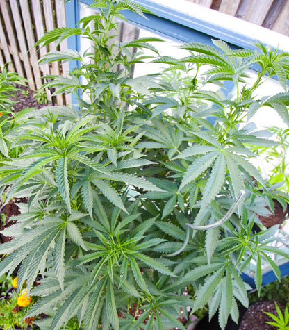 Ice Cream Cake Cannabispflanze – Barney's Farm, Foto 3
