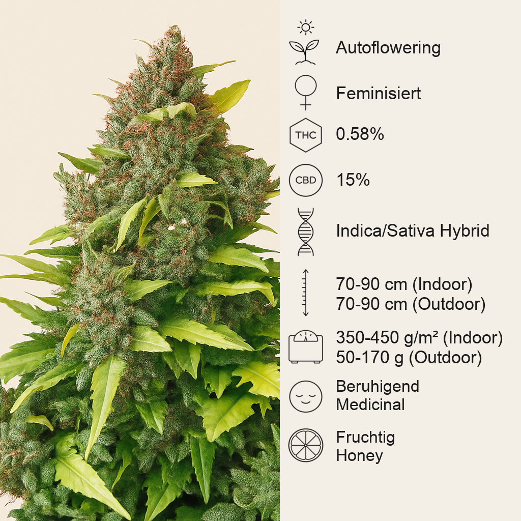 CBD Auto 20:1 (Fast Buds)