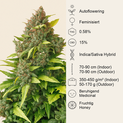 CBD Auto 20:1 (Fast Buds)