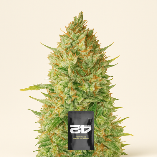 Original Auto OG Kush (Fast Buds) Cannabis-Samen
