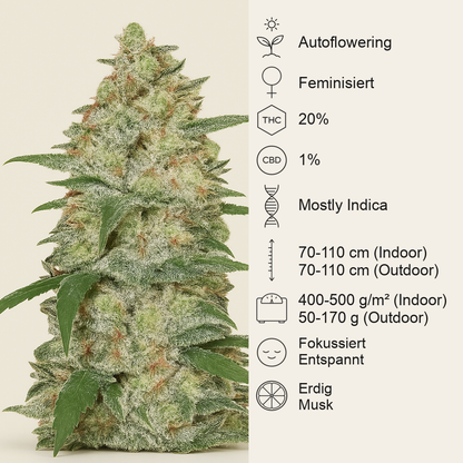 Original Auto White Widow (Fast Buds) Cannabis-Samen