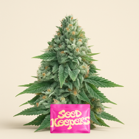 Strawberry Sangria Banana Autoflower feminisierte Samen (Seedkeepers)