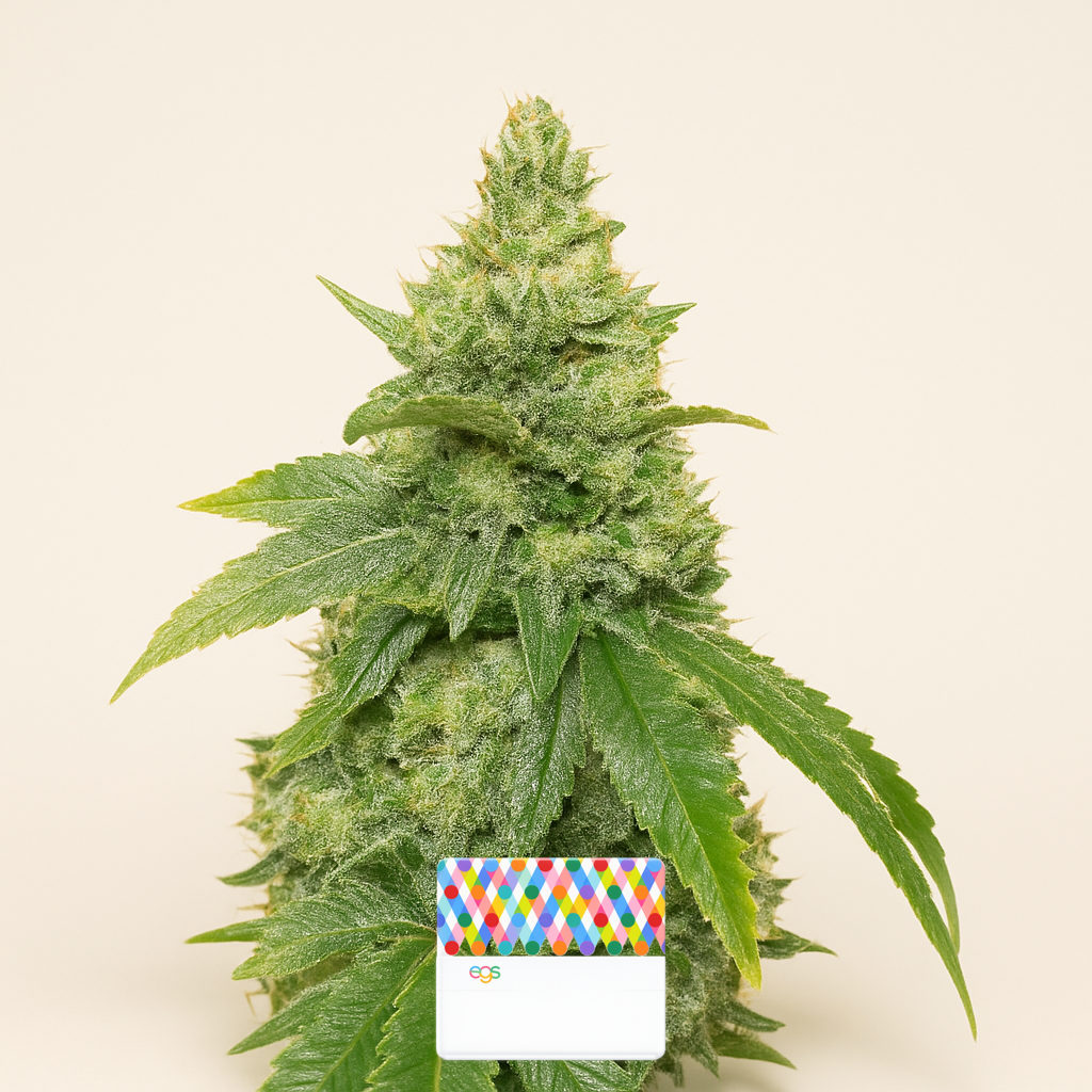 Gummy Skunk Fast Version feminisierte Samen (EGS)