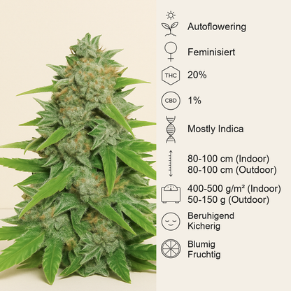 Original Auto Skunk (Fast Buds) Cannabis-Samen