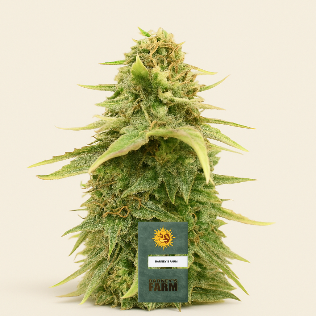 Sour Diesel feminisierte Samen (Barney’s Farm)