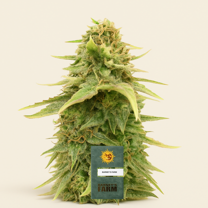 Sour Diesel feminisierte Samen (Barney’s Farm)