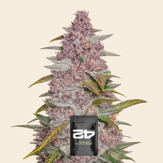 Blackberry Auto feminisierte Samen (Fast Buds)