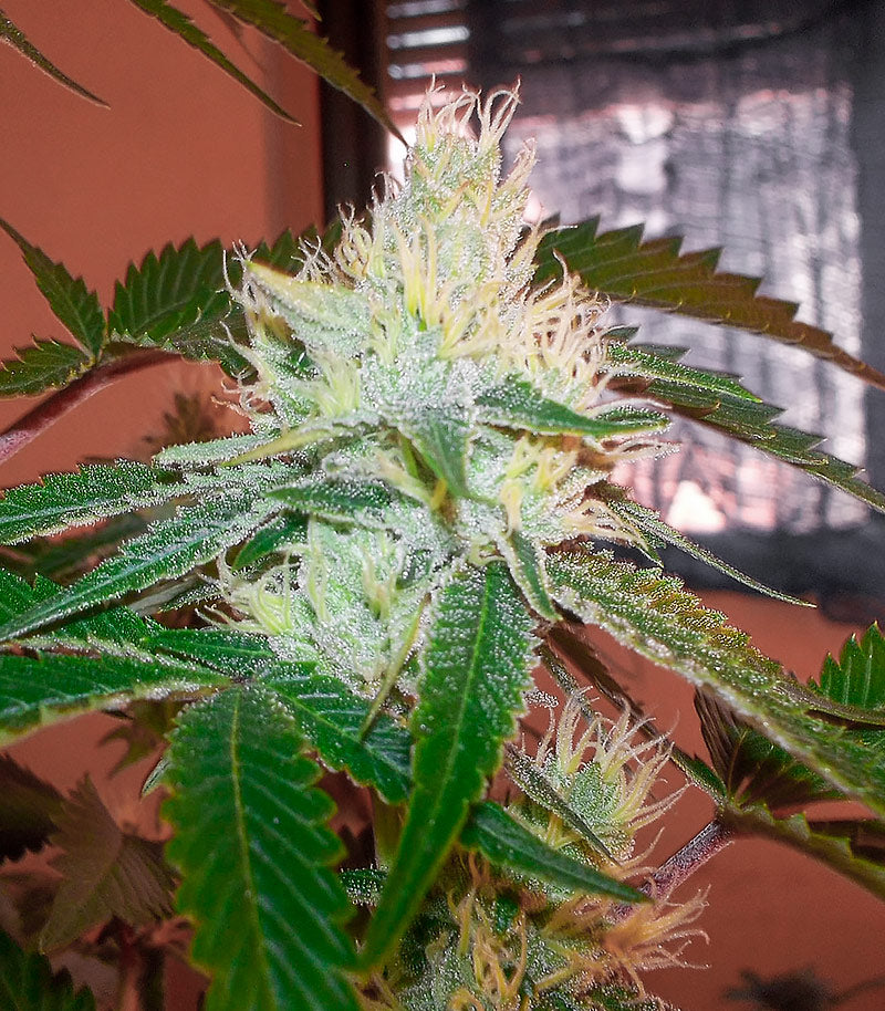 Caramelo Early Version Cannabispflanze – Delicious Seeds, Foto 3