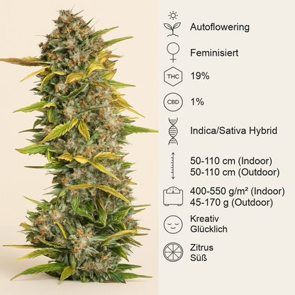 Cream Mandarine Auto (Sweet Seeds)