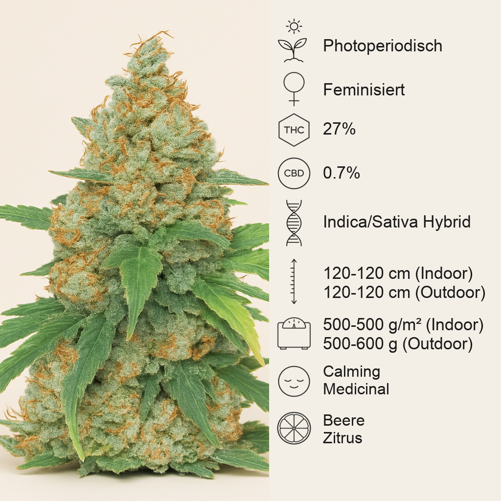 Chemdog Fast Version feminisierte Samen (Seedkeepers)