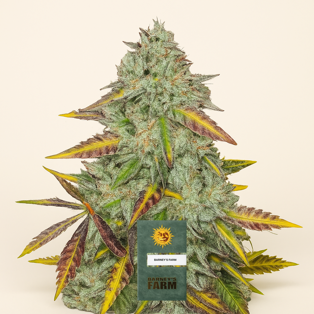 Peyote Critical (Barney's Farm) Cannabis-Samen