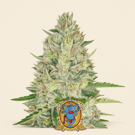 Sweet Skunk Auto (Sweet Seeds) Cannabis-Samen