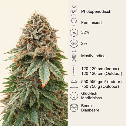Blackberry Moonrocks feminisierte Samen (AlphaFem Seeds)