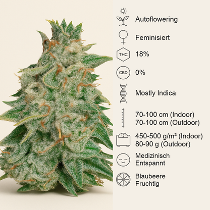Northern Light Blue Auto (Delicious Seeds) Cannabis-Samen