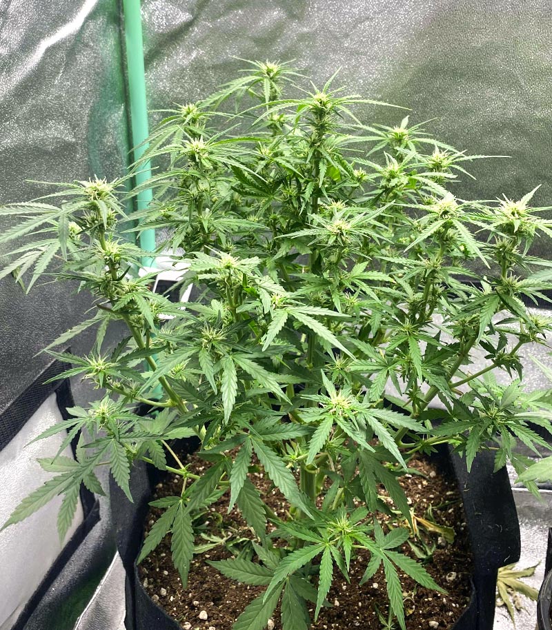 Purple Juice Auto Cannabispflanze – Herbies Seeds, Foto 7