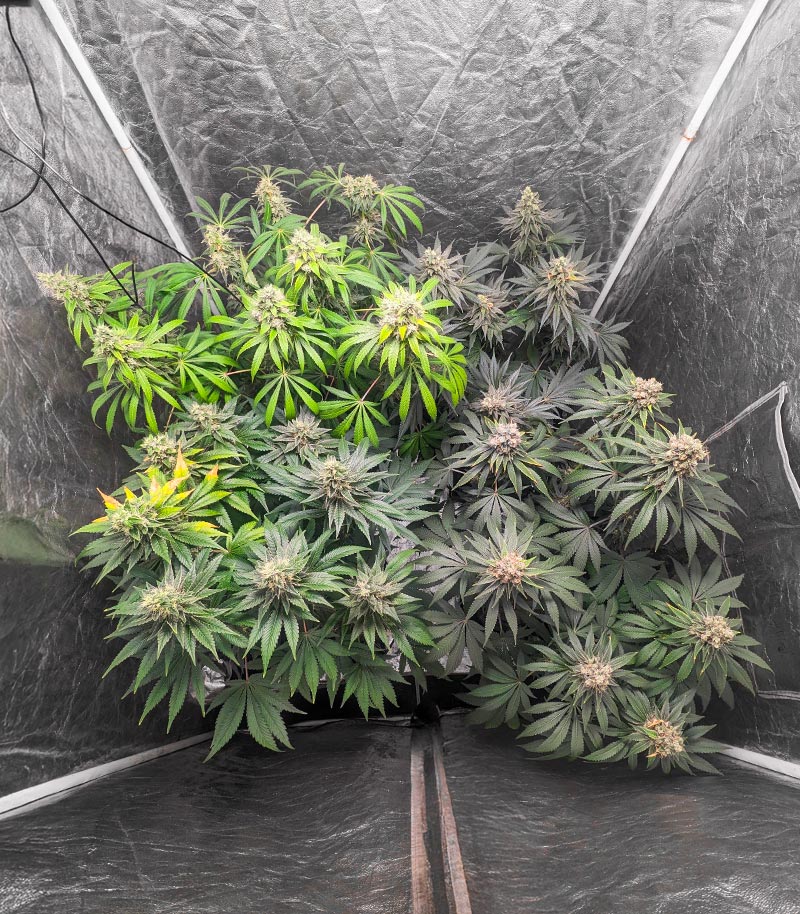 1-800-Cinderella-99 Autoflower Cannabispflanze – Seedkeepers, Foto 8