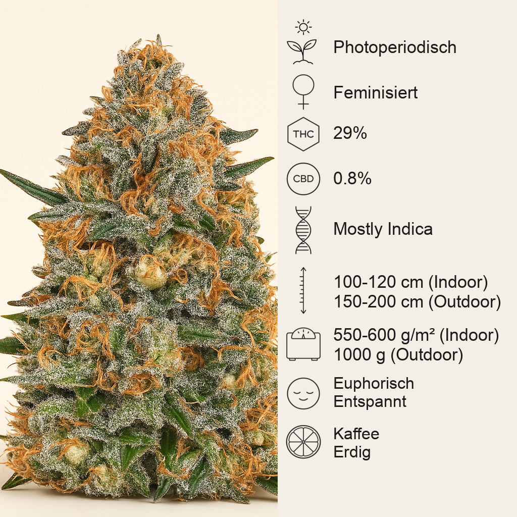 Bubba Kush Samen feminisiert (Barney's Farm)