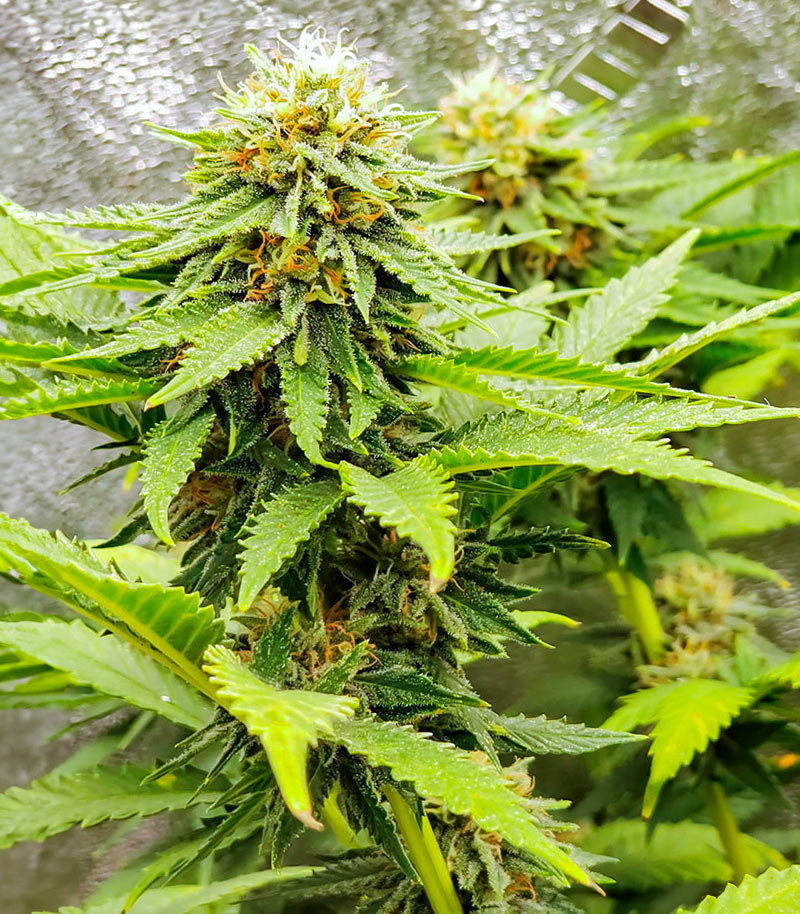 Chemdog Fast Version Cannabispflanze – EGS, Foto 4