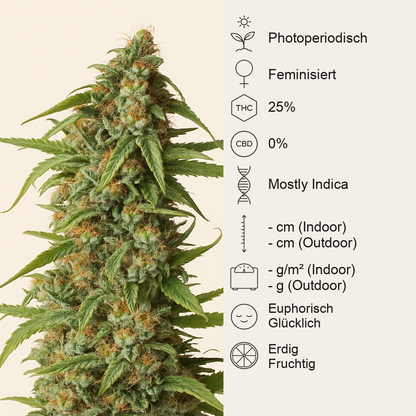 Runtz Samen feminisiert (Seedstockers)