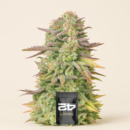 Original Trainwreck Auto Samen feminisiert (Fast Buds)
