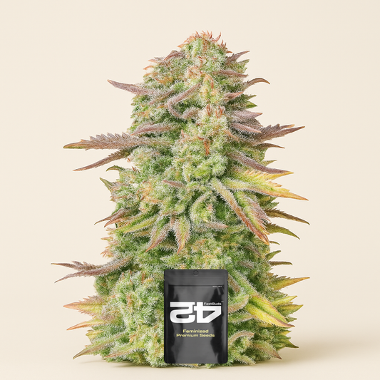 Original Trainwreck Auto Samen feminisiert (Fast Buds)