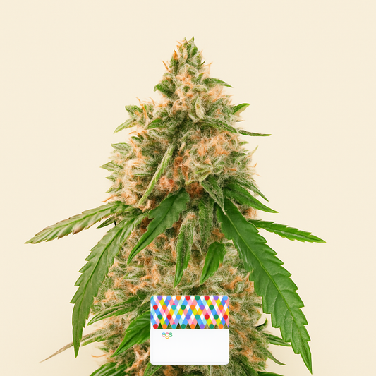 Wedding Cake Autoflower feminisierte Samen (EGS)