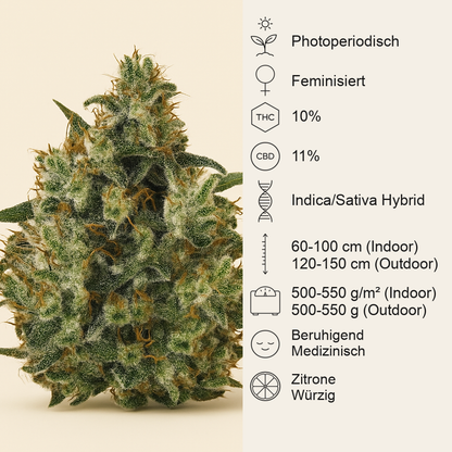 Medical Mass CBD (RQS) Cannabis-Samen