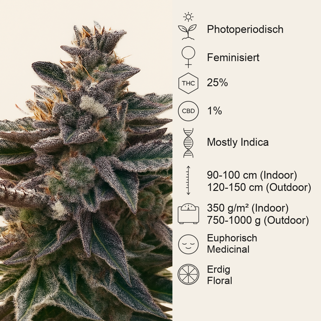 Do-Si-Dos (Pyramid Seeds) Cannabis-Samen