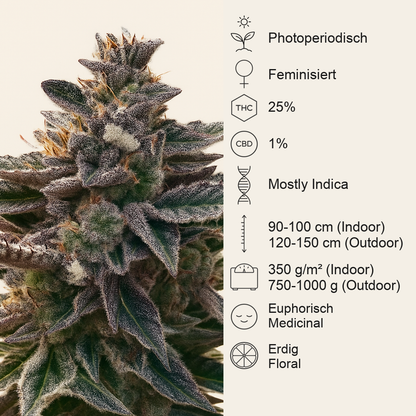 Do-Si-Dos (Pyramid Seeds) Cannabis-Samen