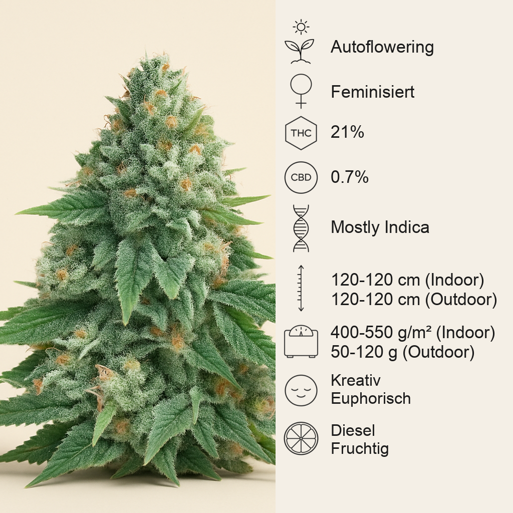 Strawberry Sangria Banana Autoflower feminisierte Samen (Seedkeepers)