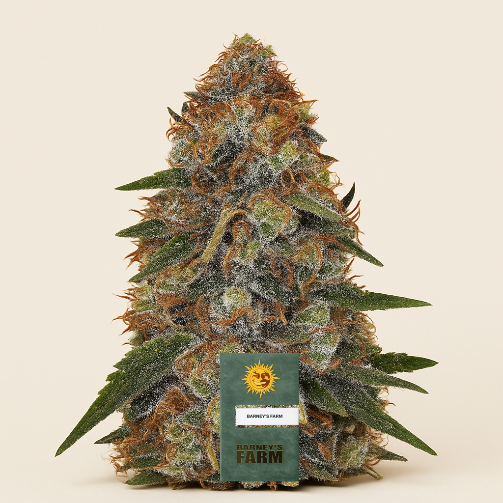 Shiskaberry feminisierte Samen (Barney's Farm)