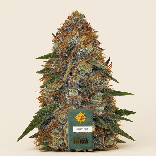 Shiskaberry feminisierte Samen (Barney's Farm)