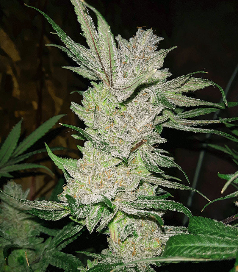 Eleven Roses Early Version Cannabispflanze – Delicious Seeds, Foto 6