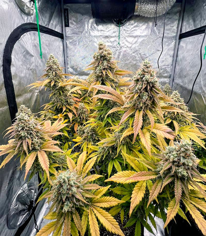 Godzilla Jealousy Cannabispflanze – Herbies Seeds, Foto 4