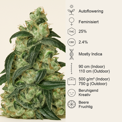 Wedding Cake Auto feminisierte Samen (Barney’s Farm)