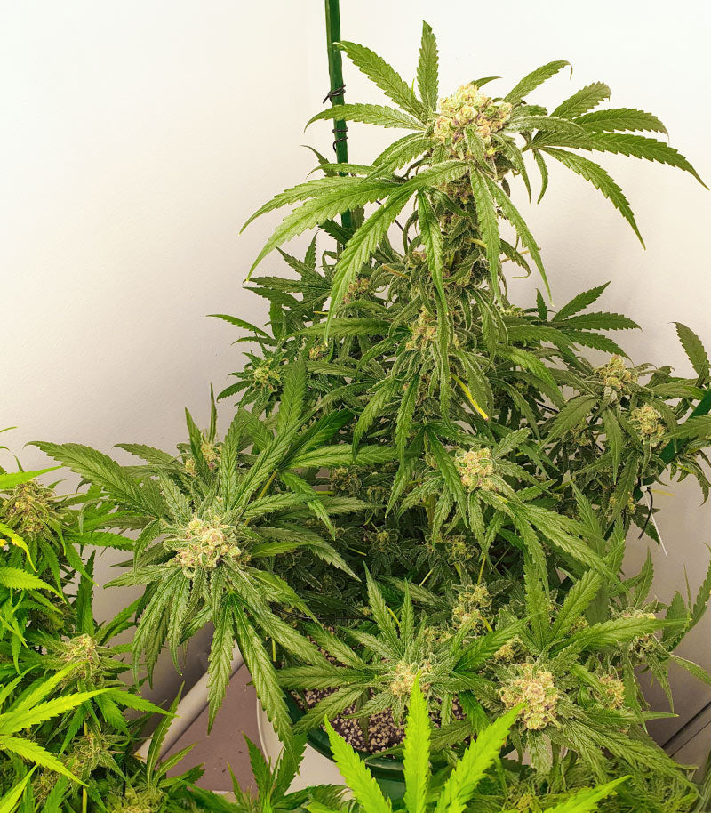 1-800-Cinderella-99 Autoflower Cannabispflanze – Seedkeepers, Foto 9