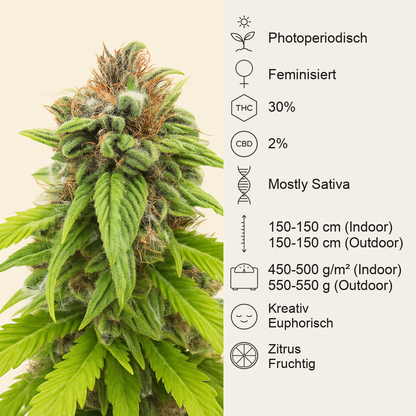 Bruce Banner # feminisierte Samen (AlphaFem Seeds)