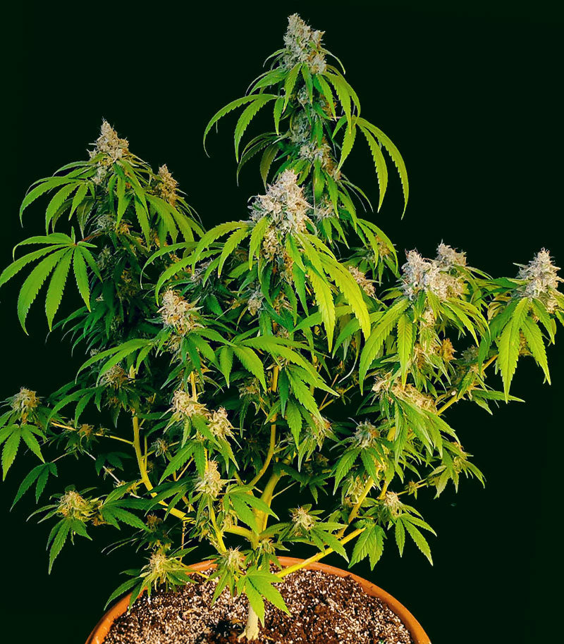 OG Kush Fast Version Cannabispflanze – EGS, Foto 4