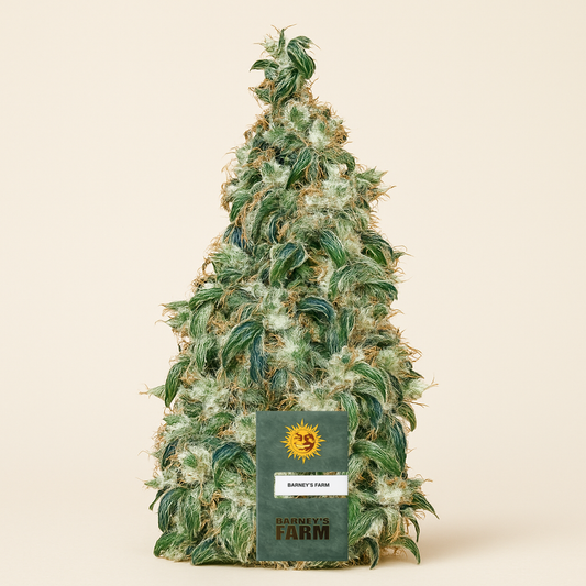LSD Auto (Barney's Farm) Cannabis-Samen