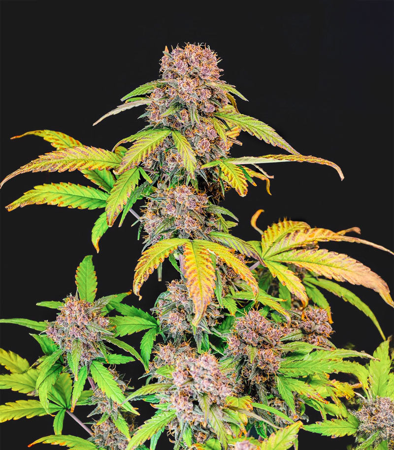 Lemon Cherry Cookies Auto Cannabispflanze – Fast Buds, Foto 3