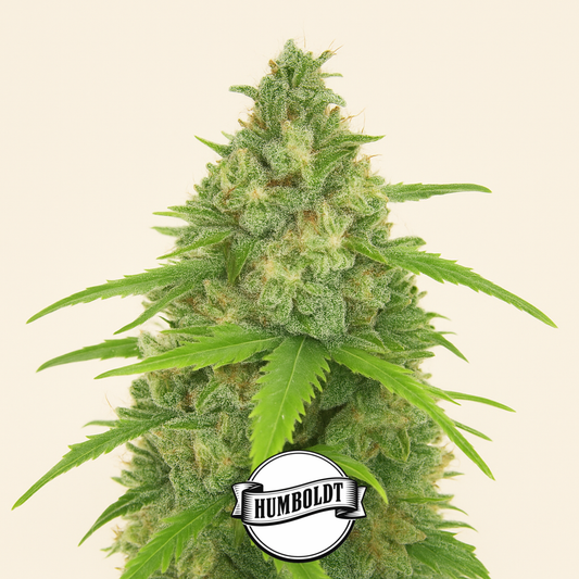 Humboldt Headband feminisierte Samen (Humboldt Seed Company)