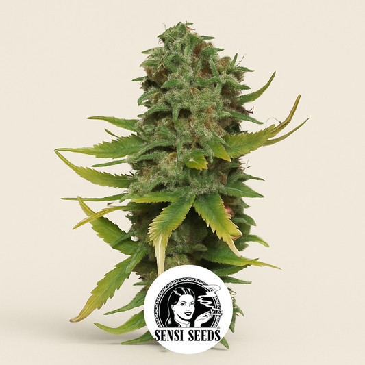 Super Skunk (Sensi Seeds) Cannabis-Samen
