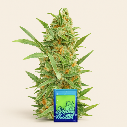 Dozy Cake feminisierte Samen (AlphaFem Seeds)