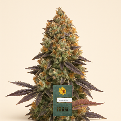 Gelato #45 Samen feminisiert (Barney's Farm)