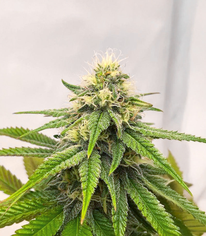 Purple Gelato Autoflower Cannabispflanze – Seedkeepers, Foto 1