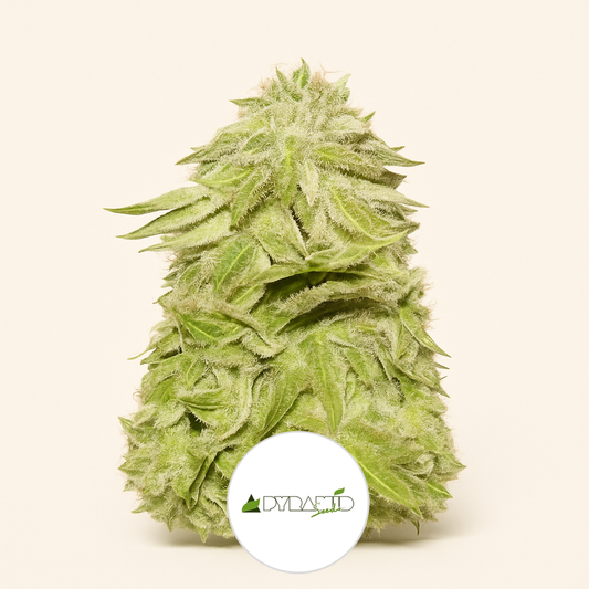White Widow (Pyramid Seeds) Cannabis-Samen