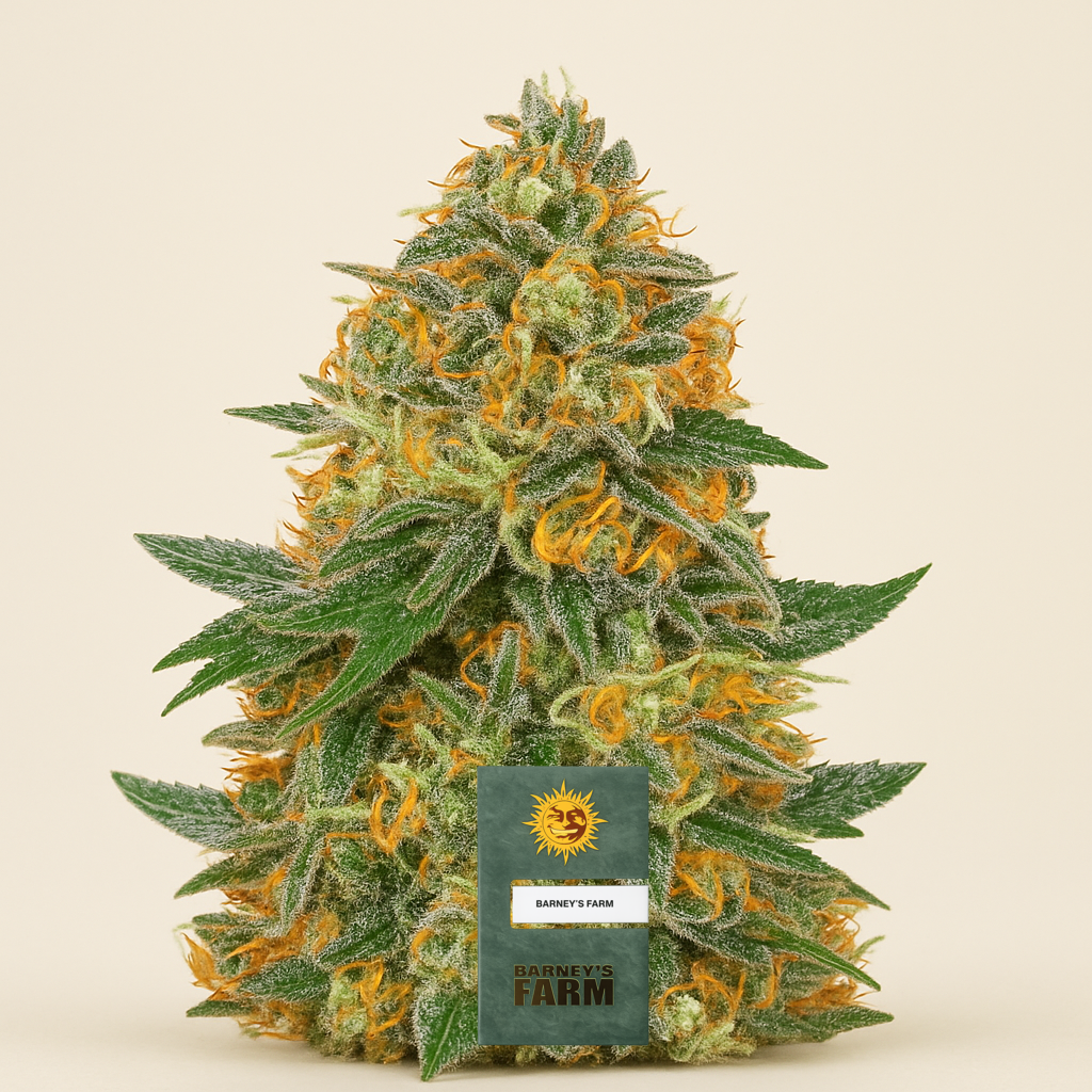 Moby Dick Auto Samen feminisiert (Barney's Farm)