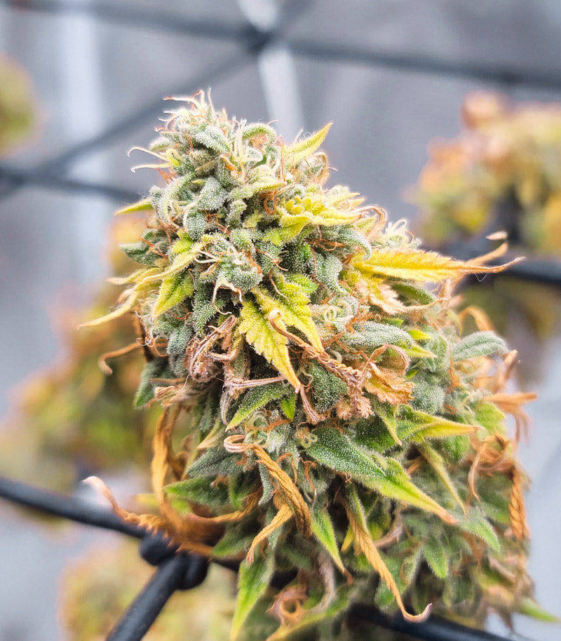 Ghost Train Haze Cannabispflanze – Seedkeepers, Foto 3
