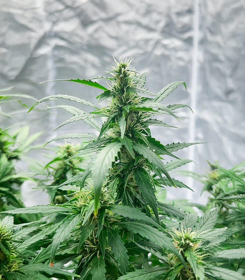 Also Know 47 Autoflower Cannabispflanze – Seedkeepers, Foto 4