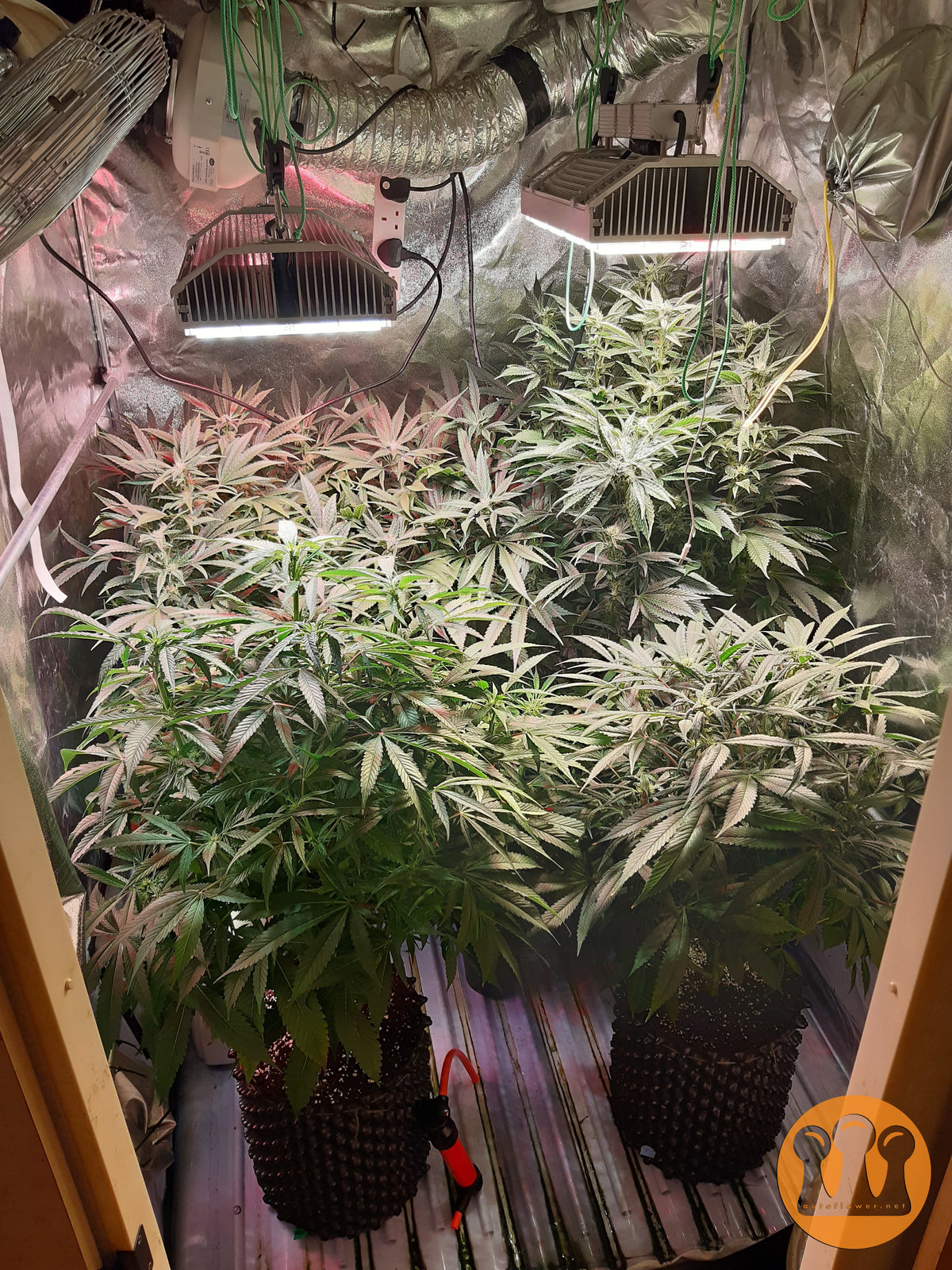 Skywalker Haze Cannabispflanze – Dutch Passion, Foto 2